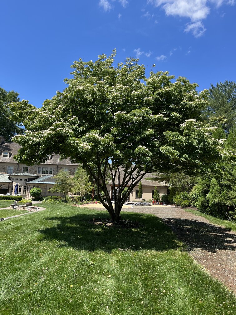 Eliminate Unwanted Gnats & Ticks in Doylestown and Bucks County